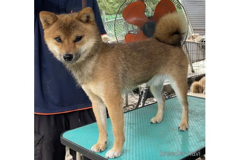 千葉県の豆柴｜男の子・赤色(親犬ID：3410)